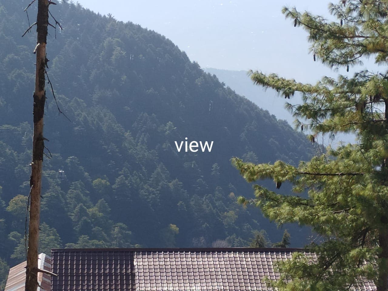 Pine-covered slopes seen from the resort